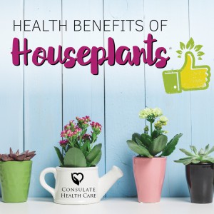 Best houseplants