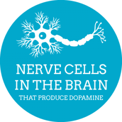 Nerve_Cells