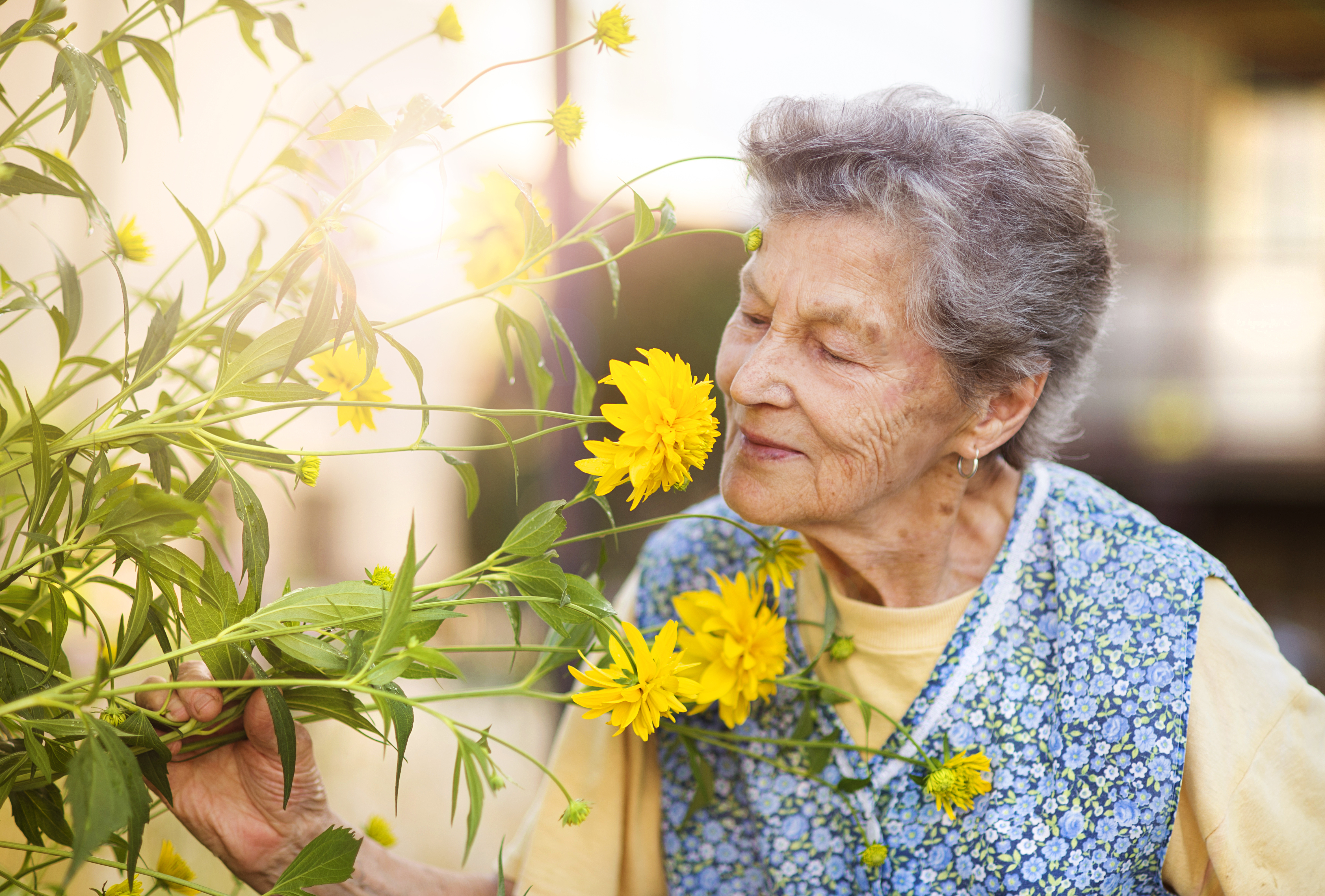 Elderly woman is smiling in the sunshine and sniffing a yellow flower